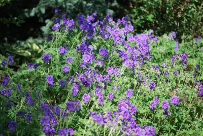 Geranium x magnificum - kakost vznešený